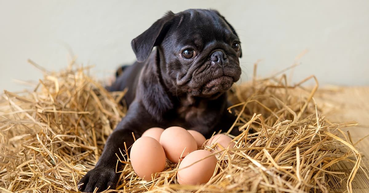 わらの上にすわり、前足のあいだに茶色い卵を6個おいた黒いパグの子犬
