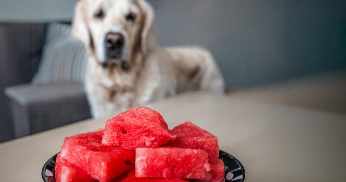 切ったスイカを並べた皿と、その奥からじっと見ている淡い色の犬