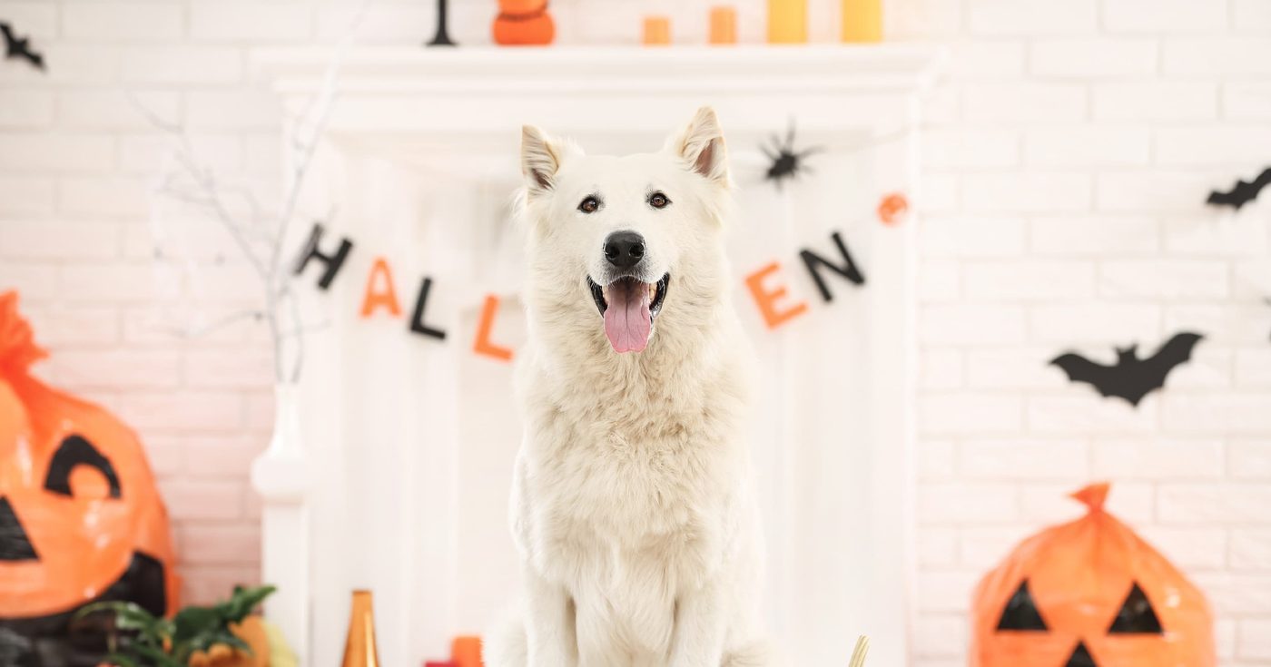 ハロウィンの飾りつけをした部屋に立っている白い犬