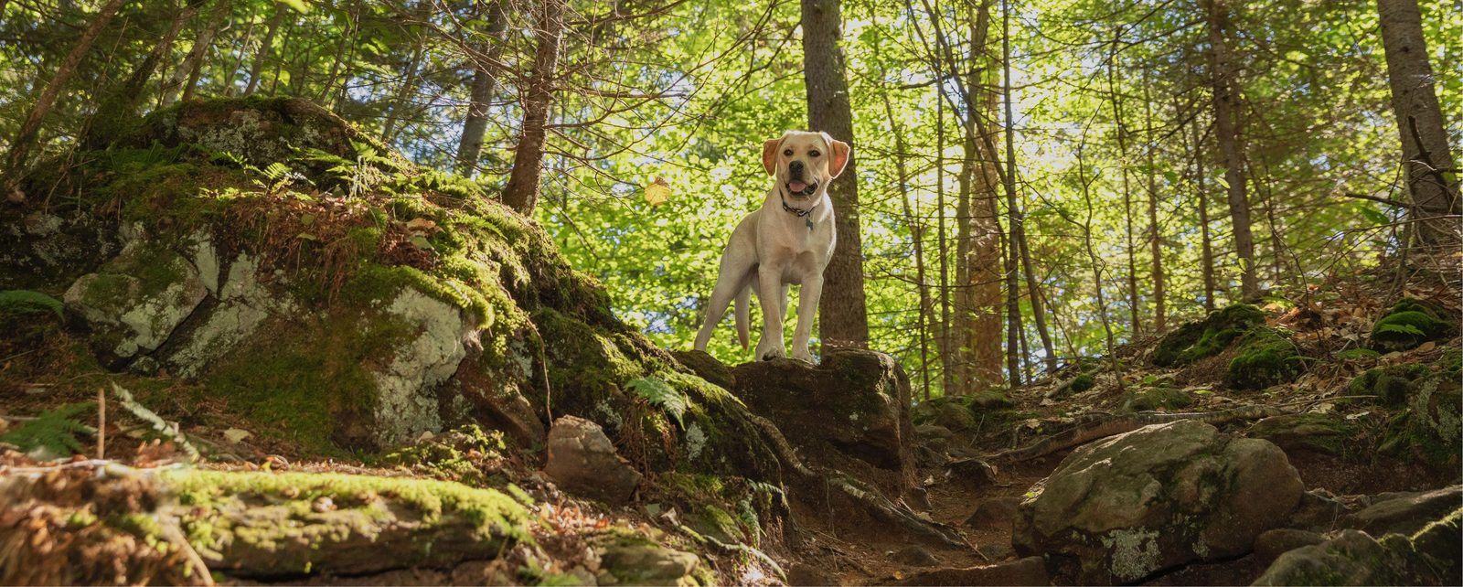 自然のなかにいる犬