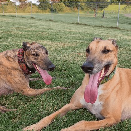 緑の芝生に寝そべって息をつく、2頭の茶色い犬