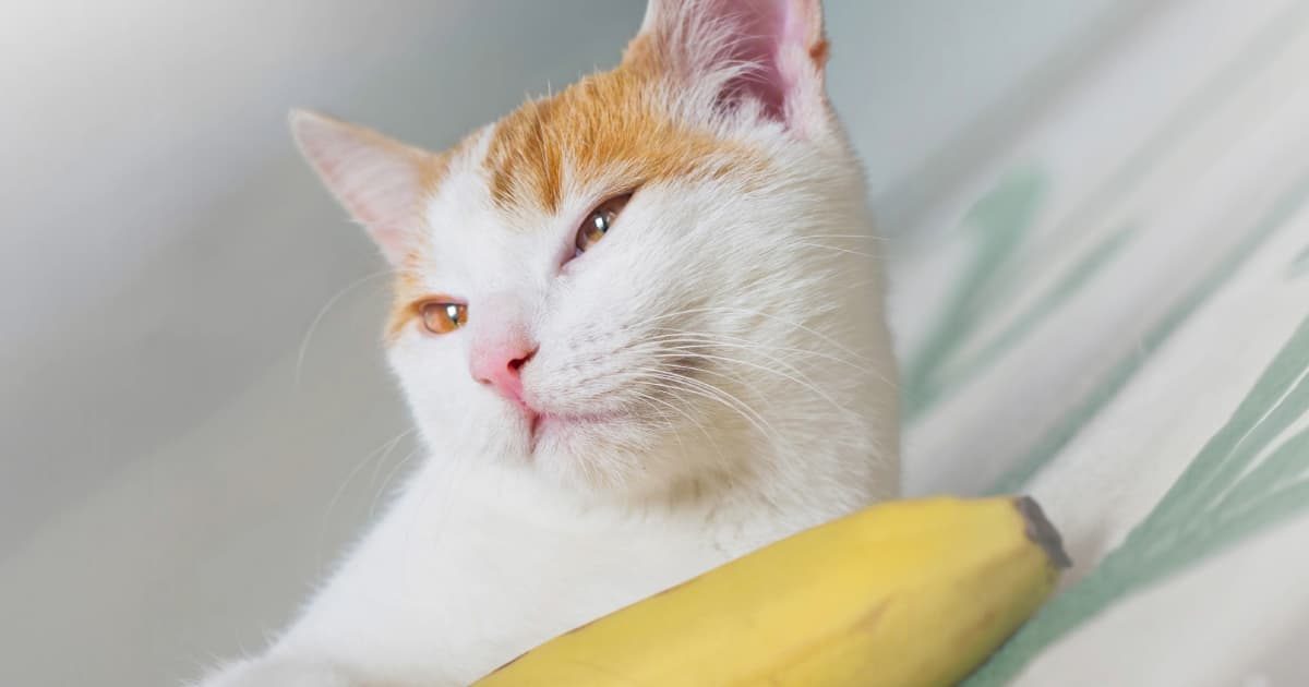 バナナの横で寝そべっている白と茶色の猫