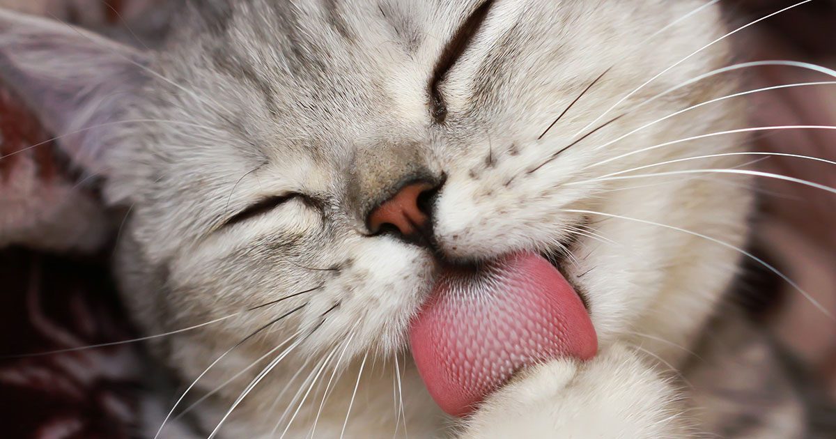 目を閉じて前足を舌でなめている、クリーム色の猫