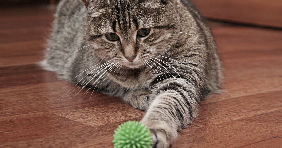 おもちゃのボールで遊ぶ猫