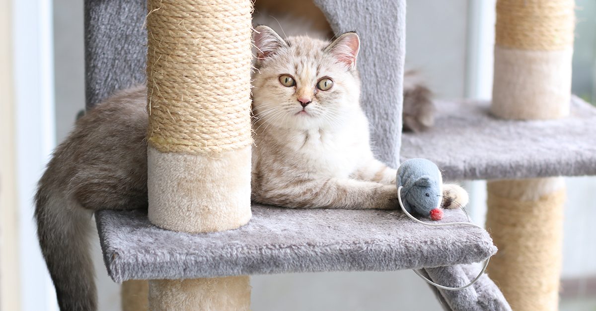 キャットタワーの段におもちゃのネズミと並んで寝そべる、クリーム色の猫