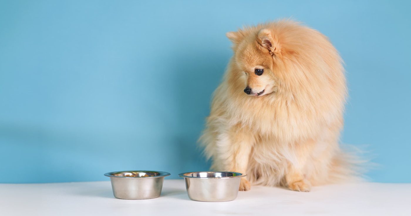 並んだ2つの器を見くらべている小型犬