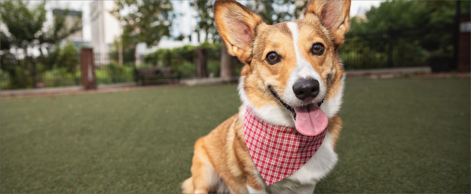 並んで座る、さまざまな犬種の犬たち