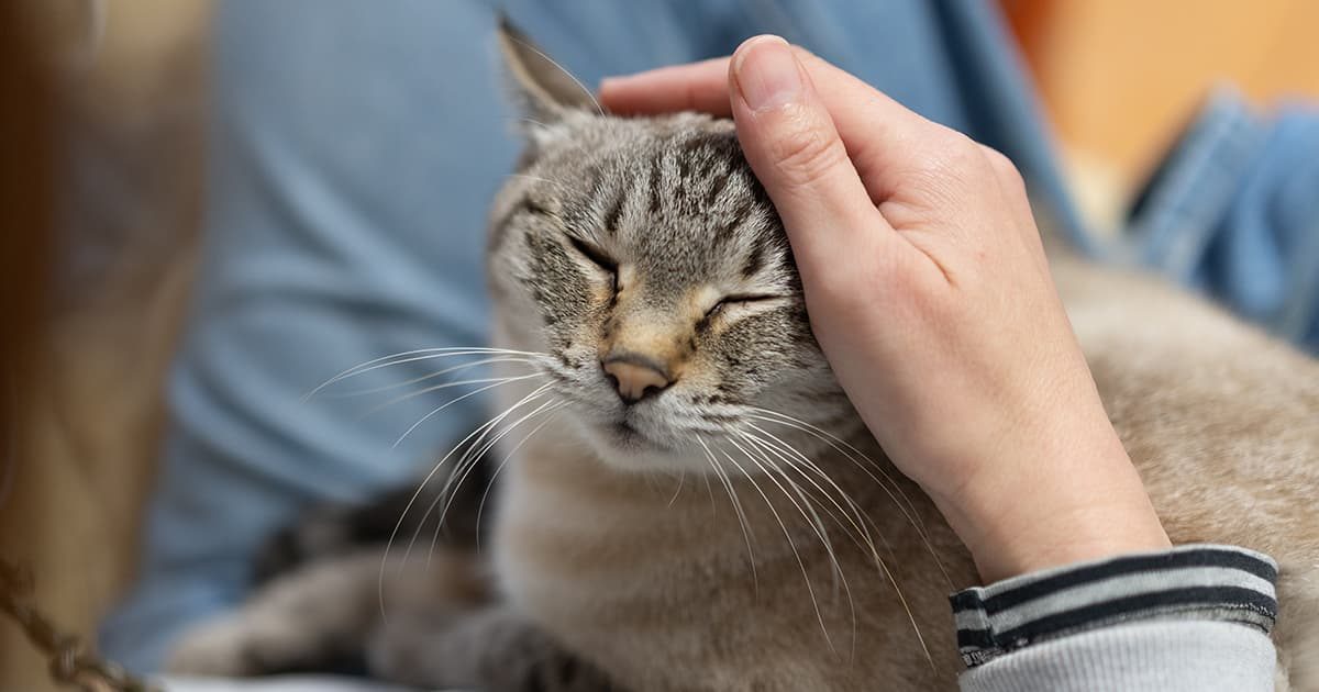 膝の上でなでられている、灰色のキジトラ猫