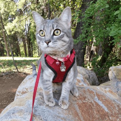 赤いハーネスとリードを着けて岩の上に立つ、灰色の子猫