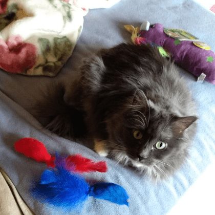 おもちゃのそばでベッドに寝そべる灰色の猫