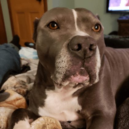 ベッドでくつろぐ、灰色と白の犬