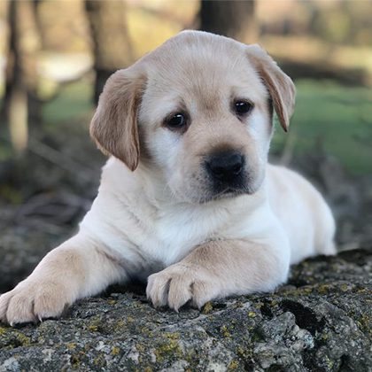 公園の岩の上に寝そべる、黄色いラブラドールの子犬