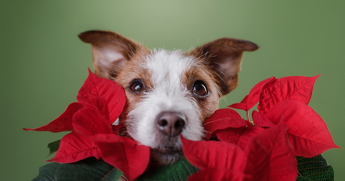 DEBARKING PET MYTHS: ARE ALL HOLIDAY PET POISONS REALLY…POISONOUS?